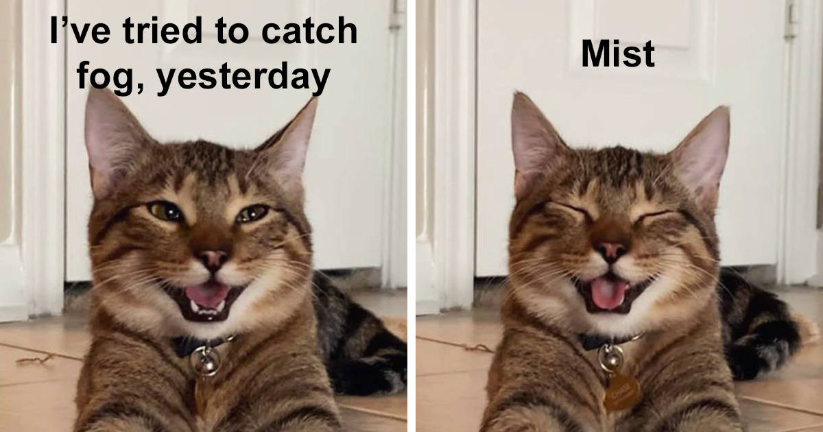  Smiling Cat Pic is Turned Into A Meme 21 Pics - Ishrat Pasha