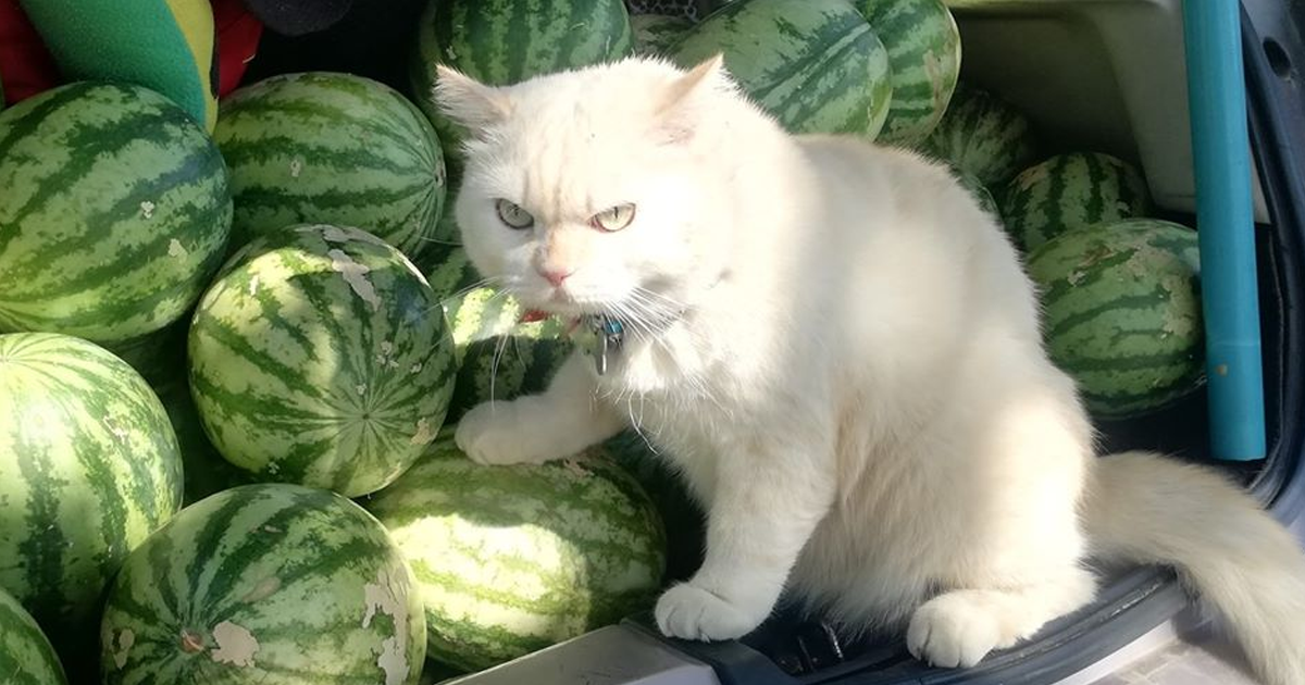 Angry Looking Cat Supervises Watermelons In Thailand And Is Loved By